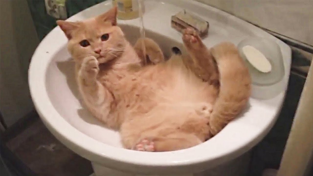 Most Funniest Cat Compilation September 2018 – Funny Pet Videos | World