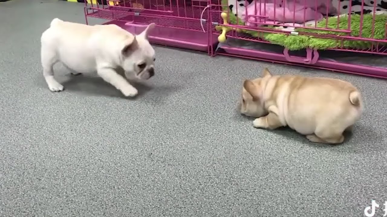 cute dogs doing funny things