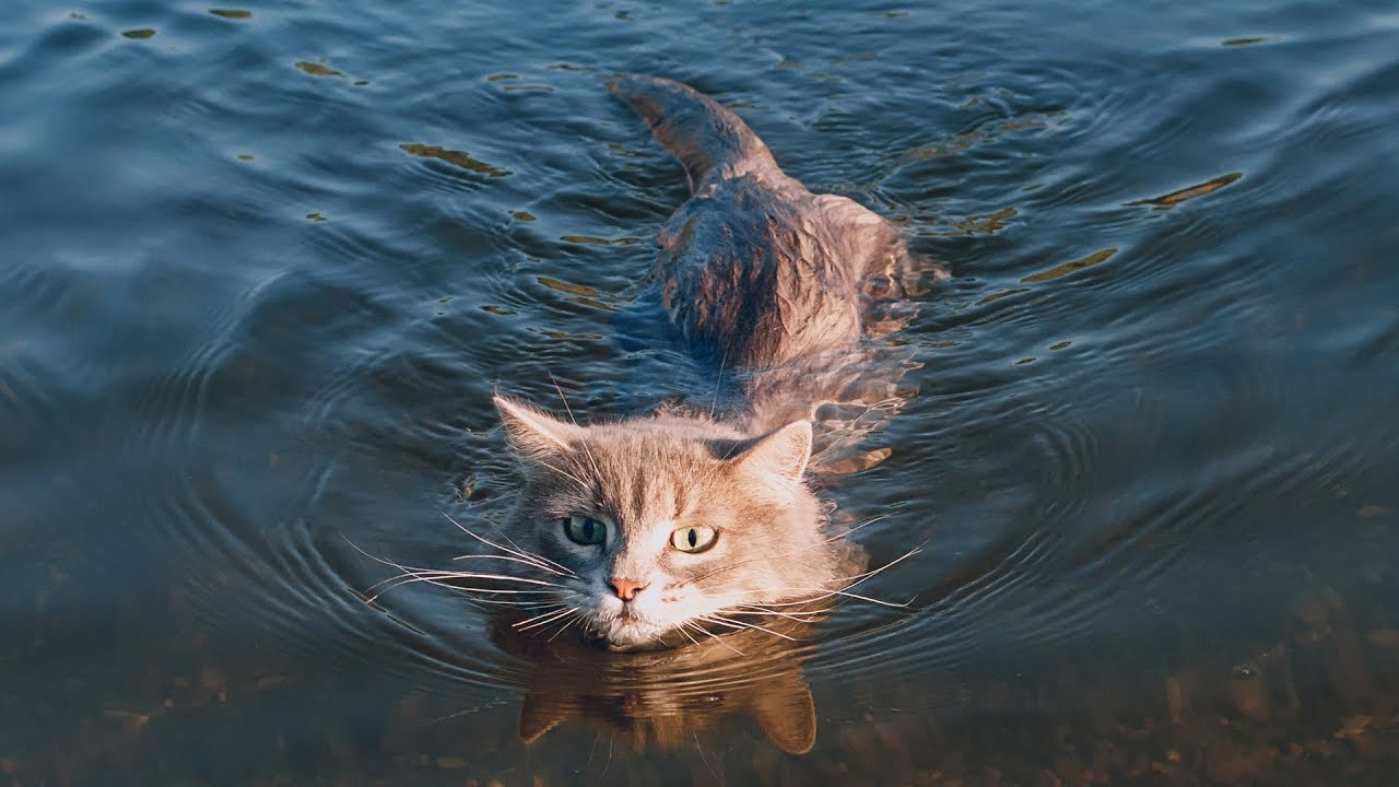 Funny Cats in Water  Funny Cat Videos 2022 World Cat 