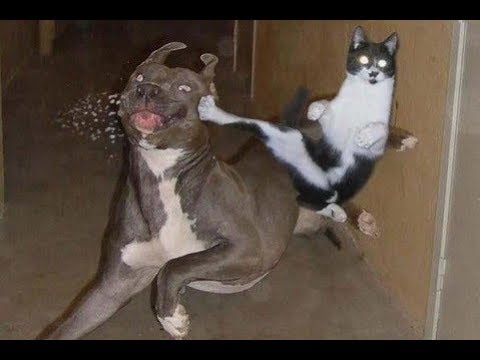 the funniest cat and dog videos