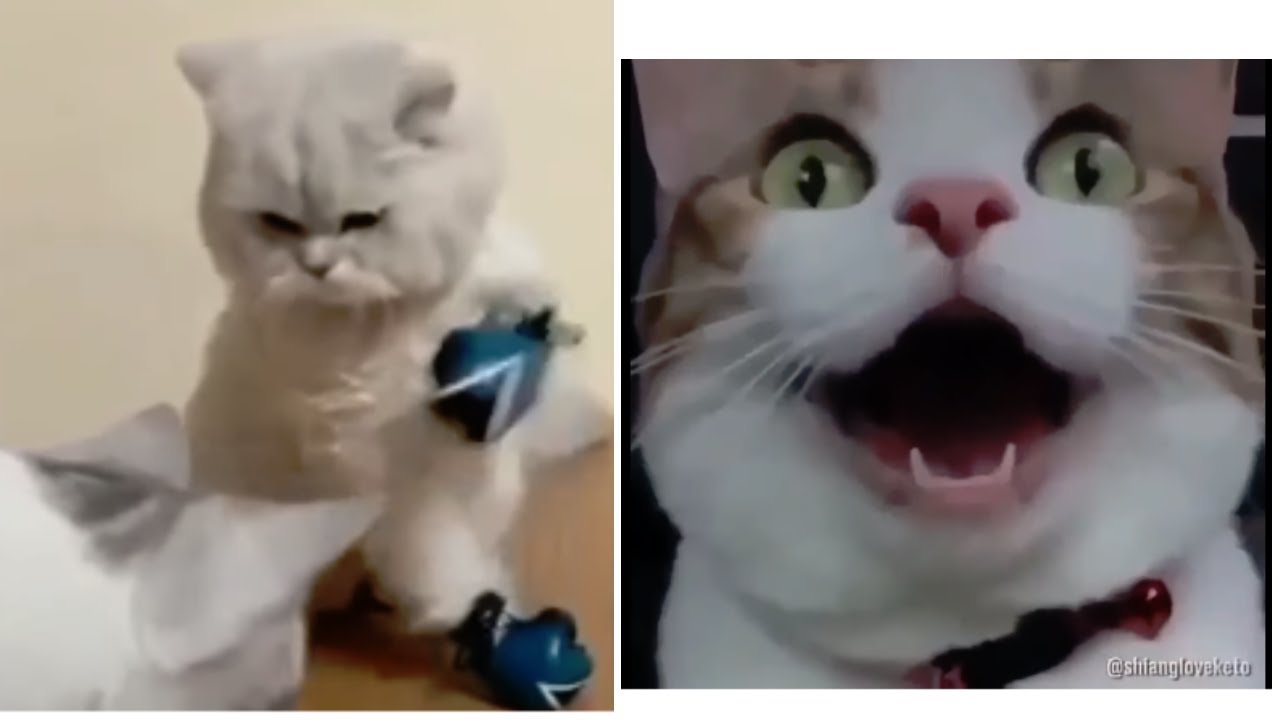 En Komik Kedi Videoları World Cat Comedy