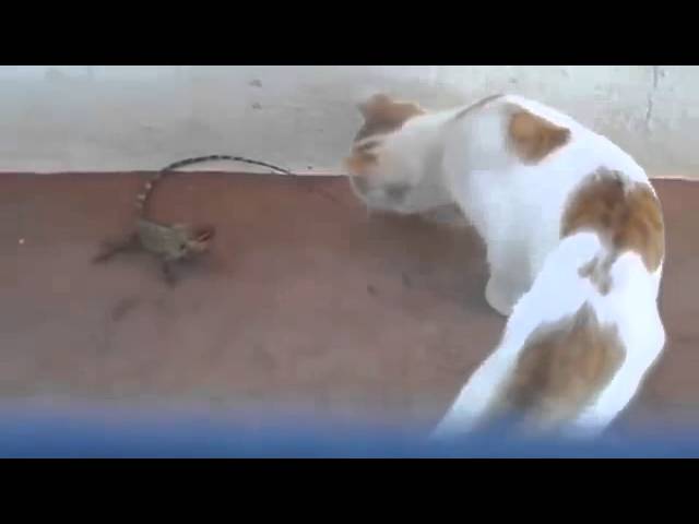 Funny Cats Scared Compilation Jump Scare Cats World Cat Comedy