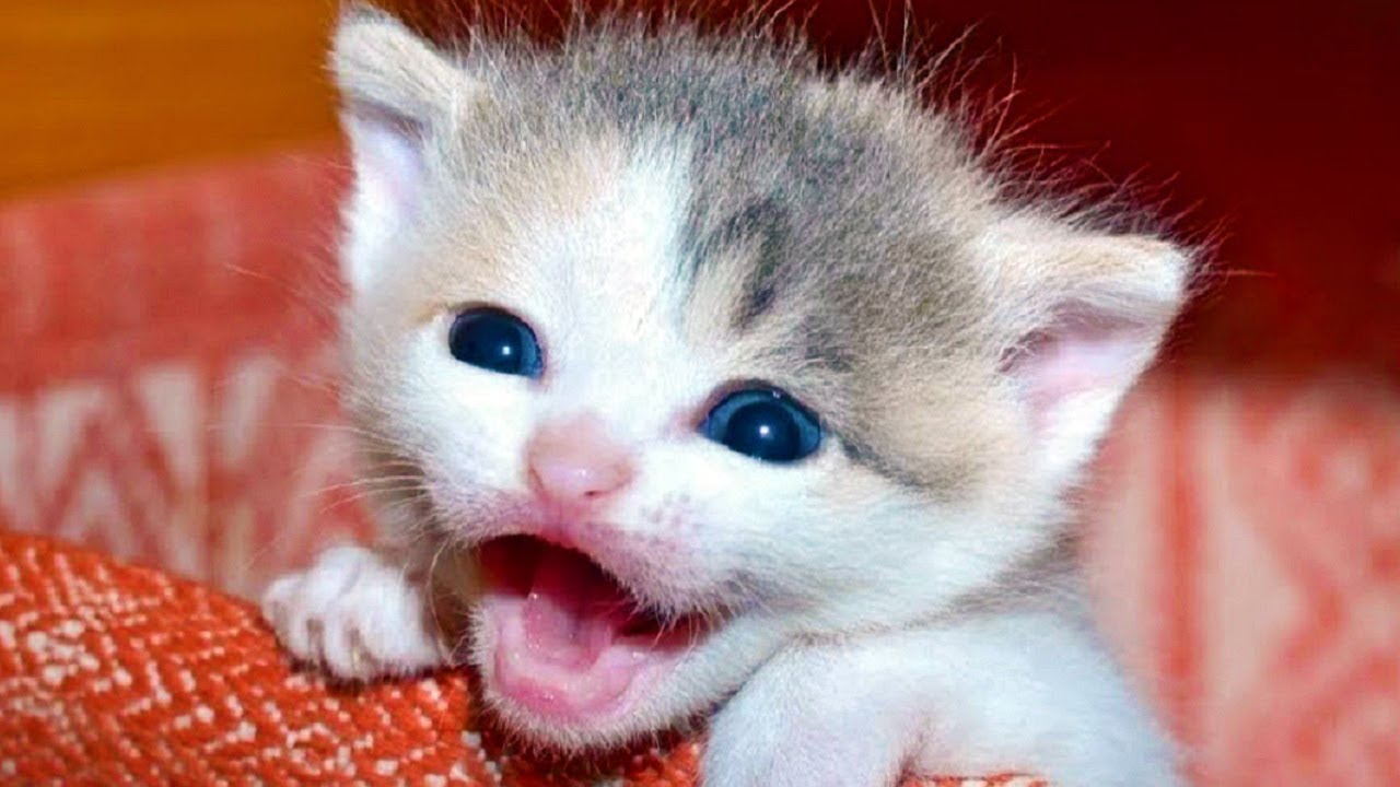 Cute Cats Meowing â€“ Kittens Meowing Videos â€“ Cute Kitten Meowing Video ...