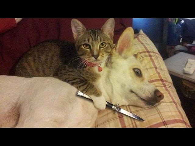 Funny Cats vs Dogs Compilation World Cat Comedy