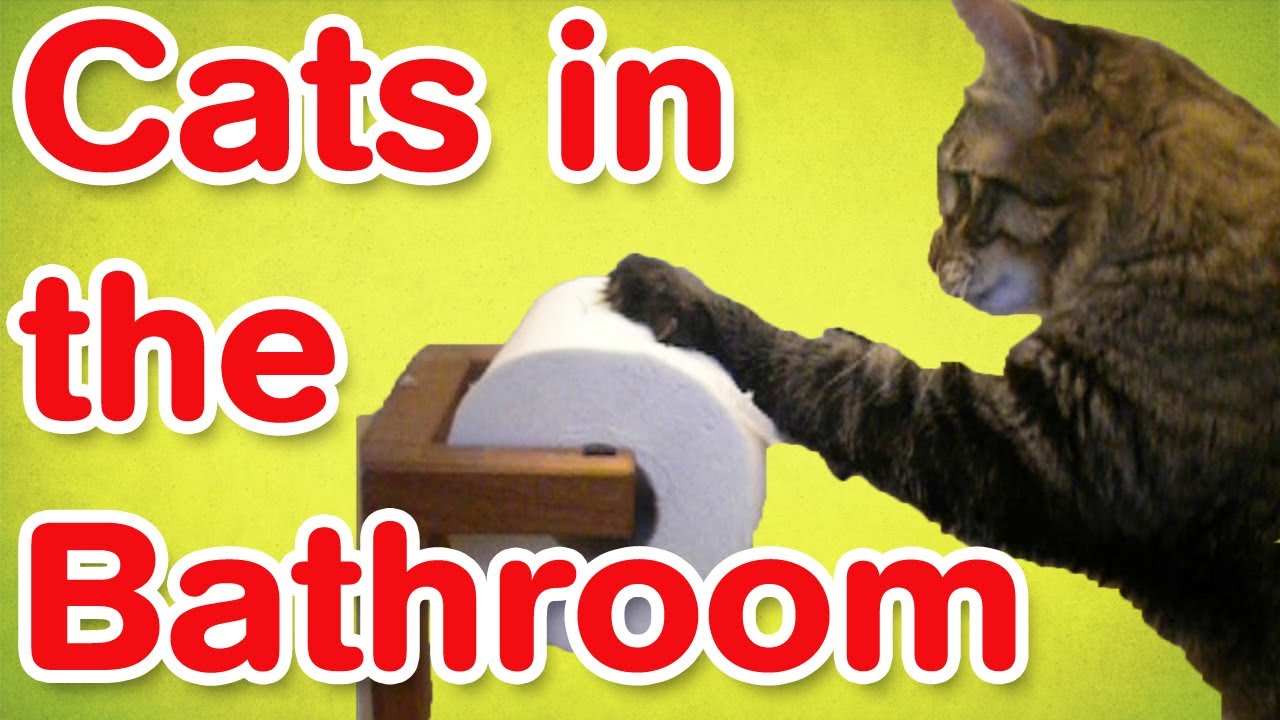 Cats In The Bathroom Funny Cat Compilation World Cat Comedy