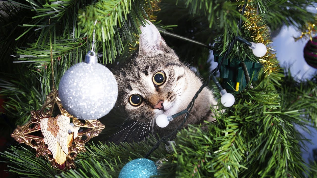 Cat In The Christmas Tree 