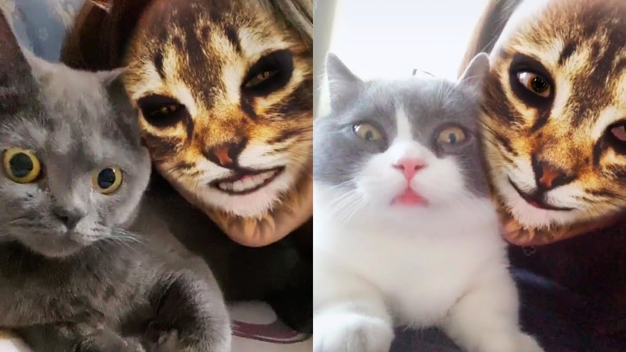 Funniest Cats’ Hilarious Reaction When They See Cat Filter On Owners