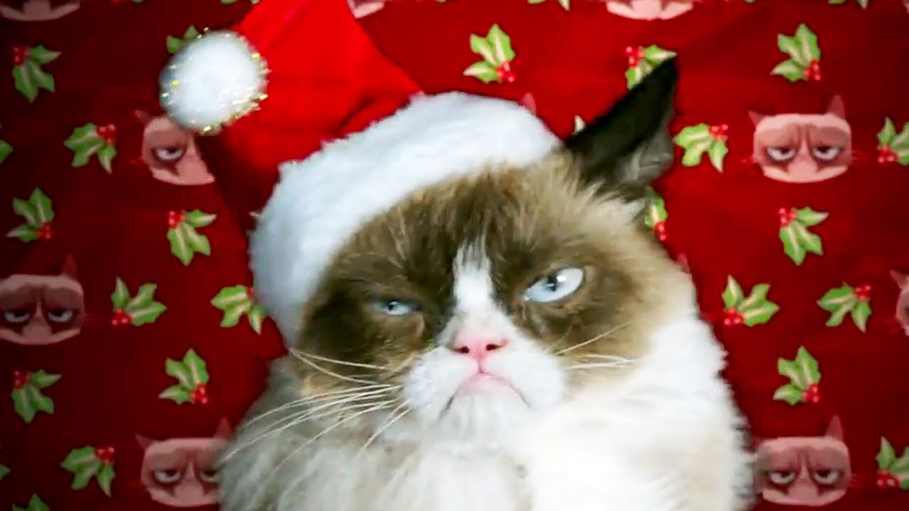 CHRISTMAS CAT MEMES COMPILATION OF DECEMBER 2019 (FUNNY ...