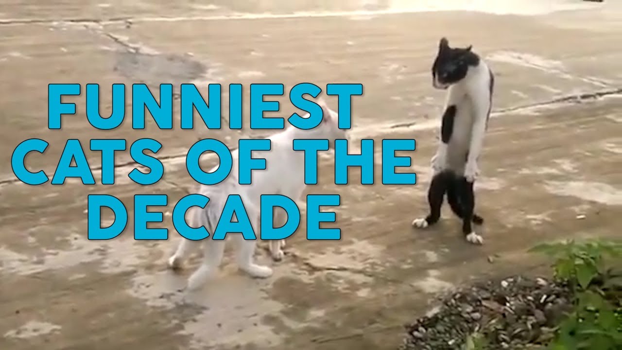 Funniest Cats of the Decade Funny Videos World Cat Comedy