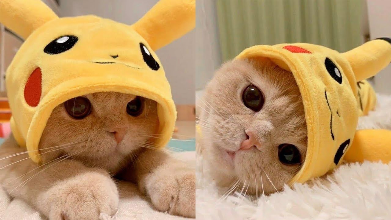 Cute And Funny Cats On Tik Tok at ViralCats
 |Tiktok Cat