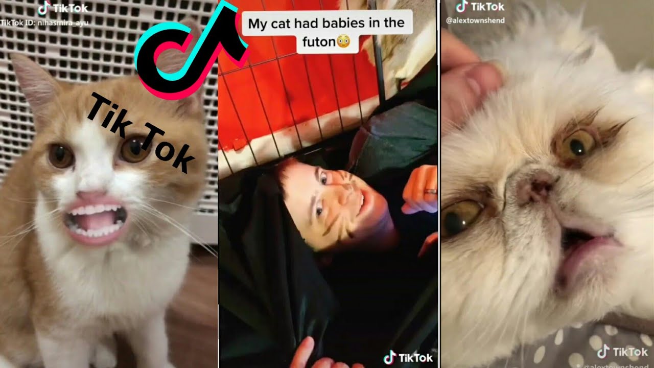 Try Not To Laugh Cats Funny Cats Videos 2020 Funniest Clean Tiktok