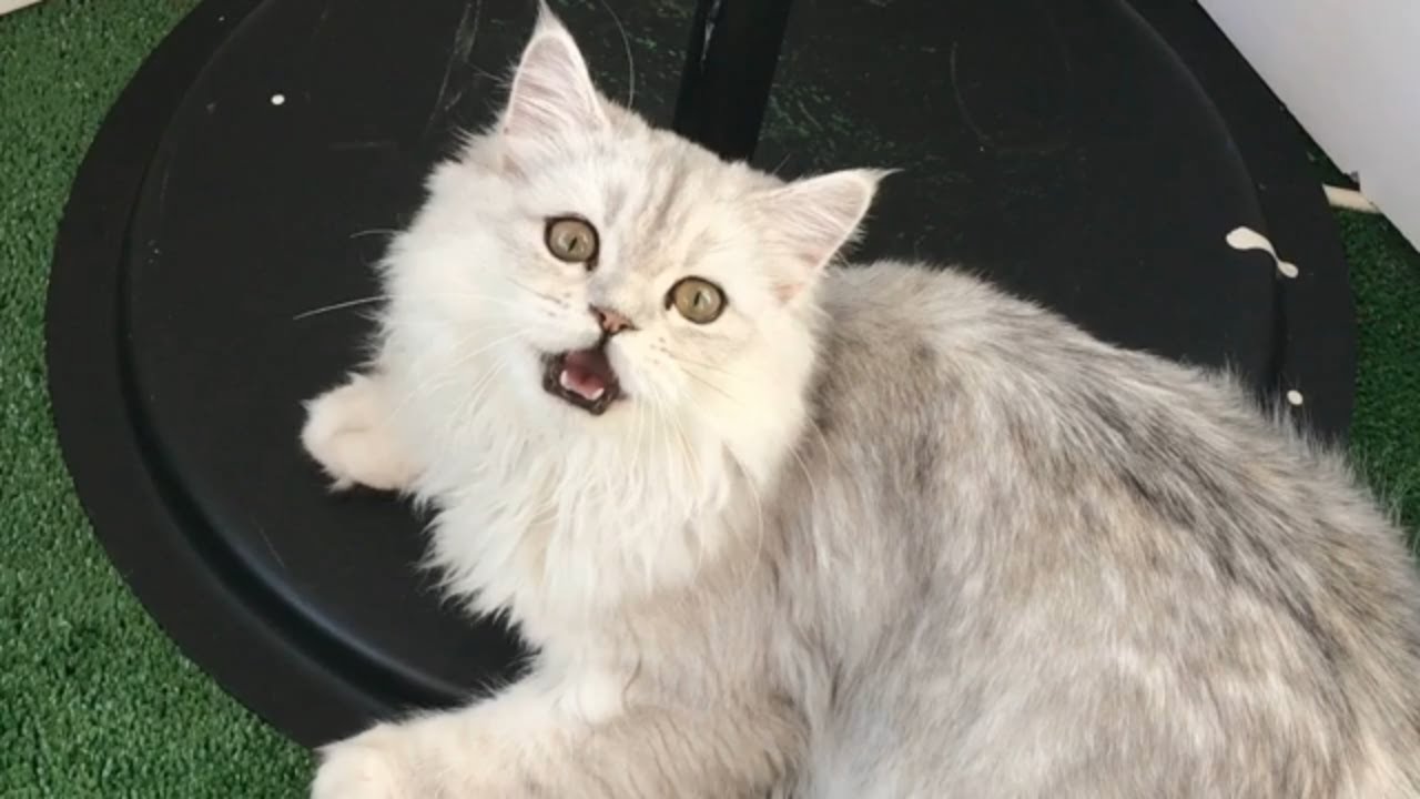 Komik Kedi Pisi Kuşları İzliyor Funny Cat Videos World Cat Comedy