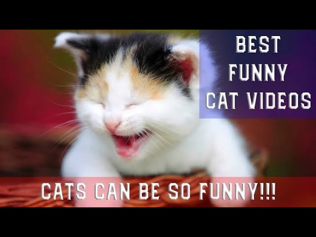 Funny Cat Videos That Make You Laugh So Hard – funniest cats of all ...