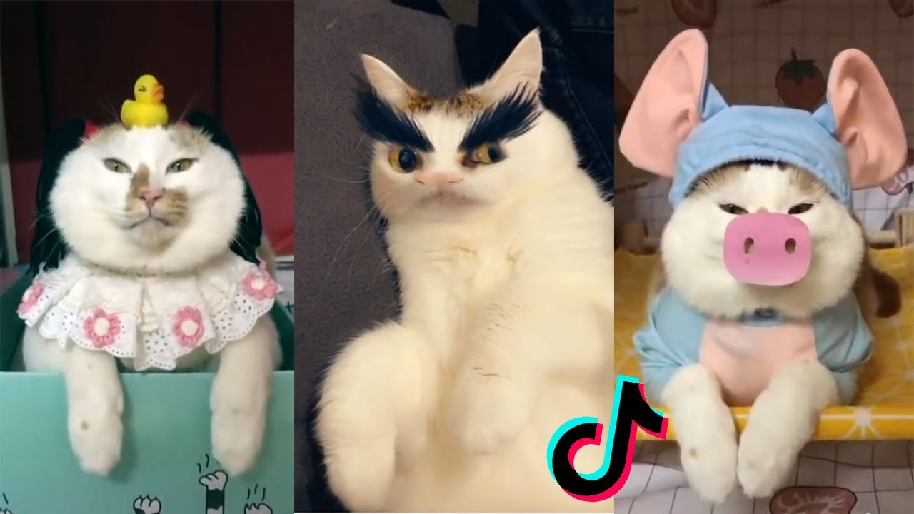 Cats Being Cats Tiktok Compilation Funny and Cute Cats Part 15 World