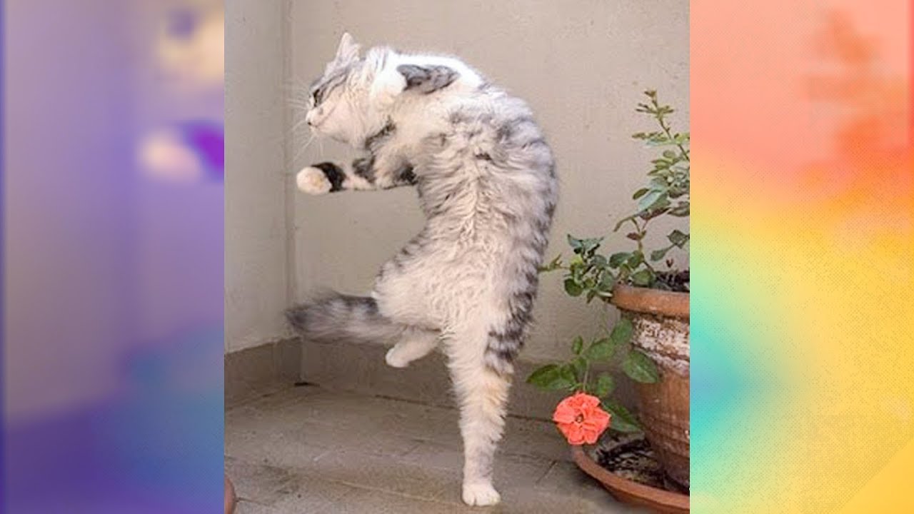 Funniest Cats Dancing to Music World Cat Comedy
