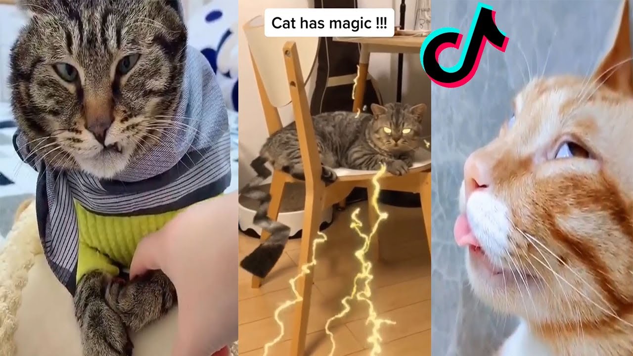 Cat Memes Tiktok Cats Being Cats Compilation Funny and ...