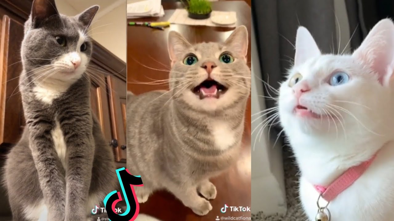 Cats Loved By Tik Tok 😼 (FUNNY CATS) World Cat Comedy