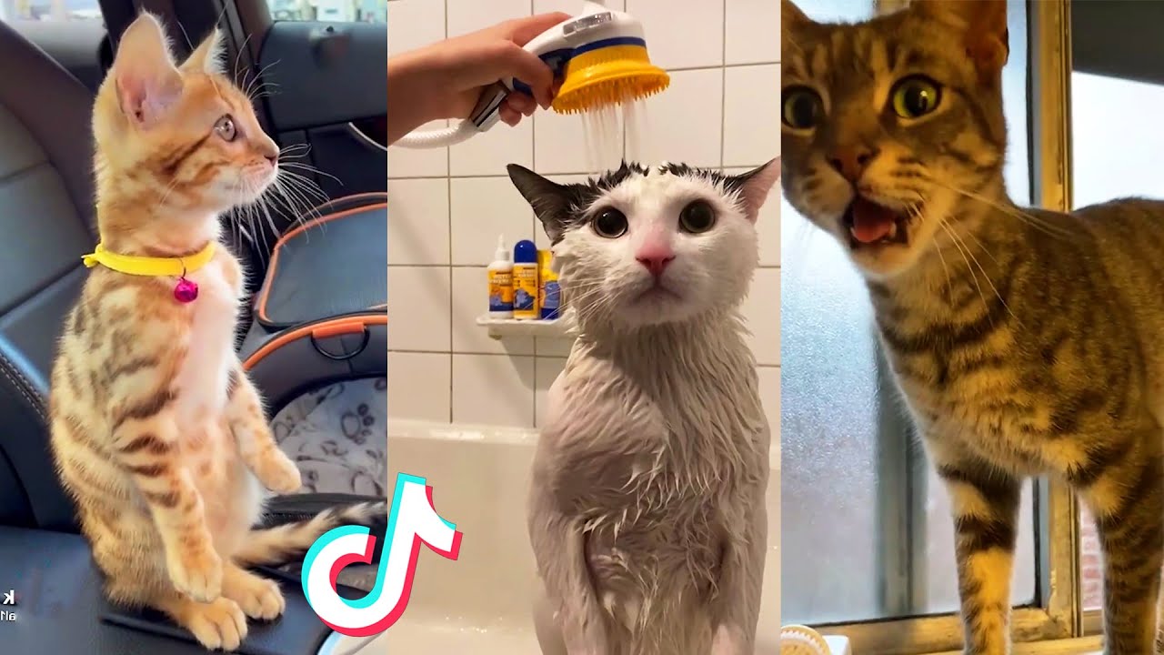 Funny Cat Videos Tik Tok 🤣 TikTok Compilation World Cat Comedy